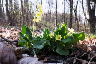 Ormanda çuha çiçekleri (öküz dudağı). Kapalı makro fotoğraf çiçek ayrıntılarını gösterir.