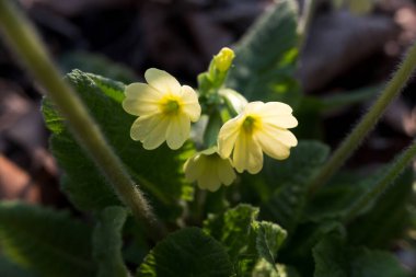 Ormanda çuha çiçekleri (öküz dudağı). Kapalı makro fotoğraf çiçek ayrıntılarını gösterir.
