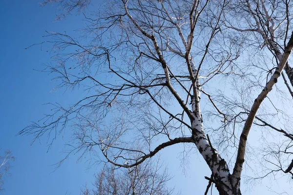 Birke Frühling Blauer Himmel Hintergrund — Stockfoto