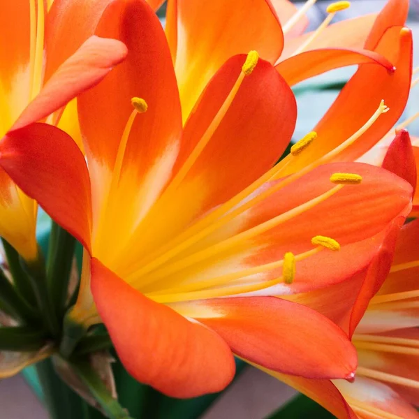 Clivia miniata, Natal Lily, Bush Lily veya Kaffir zambağı. Güzel çiçek yapraklarını kapatın..
