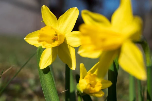 Sarı Narcissus, Amaryllidaceae familyasının bahar çiçekleri. Güzel çiçek yapraklarına yakın çekim.
