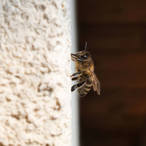 Evin duvarında büyük bir arı var. Böceğin makro fotoğrafı.