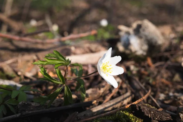 Anemone nemorosa, güzel bahar çiçeğinin yakınında. Sabah ışığı az. Ormanda makro fotoğraf.