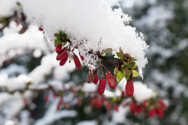 Barberry - berberis vulgaris. Kışın kar altında böğürtlen dalına yakın..
