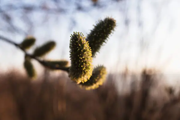 Willow Catkins 'in yakın çekim detayları. Güneşli bir bahar akşamı. Salix caprea 'nın Catkins' i, söğüt porsuğu.