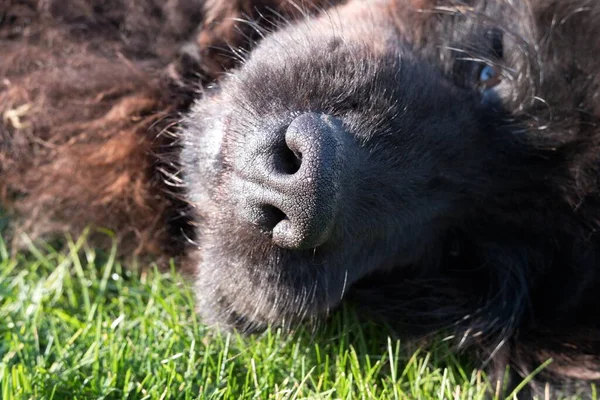 Büyük siyah bir Newfoundland köpek suratı ve ağızlık. Köpek bahçede çimlerin üzerinde yatıyor..