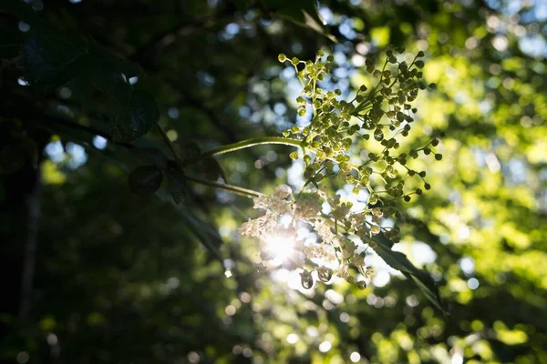Sun rays shining through european black elderberry flowers. Closeup of elderberry fruit inflorescence.