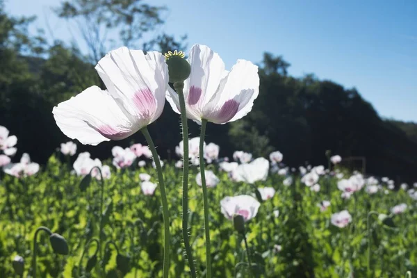 草地上美丽的白色罂粟花 捷克共和国 罂粟绽放着白色和粉色花瓣 — 图库照片
