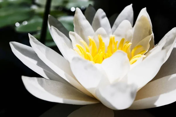 Szczegóły Piękny Biały Żółty Kwiat Lilii Wodnej Makrofotografia Zbliżeniowa — Zdjęcie stockowe