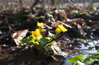 Ormanda yetişen güzel bahar çiçeği (bataklık kadife çiçeği, Caltha palustris).