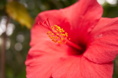 Çin amblemi, Çin gülü. Çiçek açmasının ayrıntıları. Hibiscus rosa-sinensis. Güneşli bir günde yakın çekim.