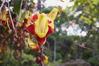 Thunbergia Mysorensis, Mysore trompeti ya da bayan sarmaşığı. Acanthaceae familyasından bir bitki türü. Hindistan 'dan güzel bir çiçeğin yakın çekimi. Botanik bahçesinde çekilmiş Jardim Botanico da Madeira Portekiz.