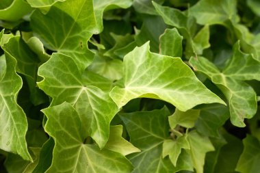 Yeşil sarmaşık yapraklarının yakın plan detayları.