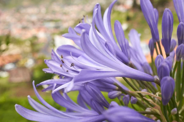 Closeup Blue African Lily Agapanthus Africanus Funchal Madeira Portugal City — Stock Photo, Image