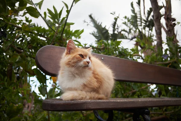 Beautiful Cat Laying Bench Relaxing Watching Taken Madeira Portugal — Stock Photo, Image