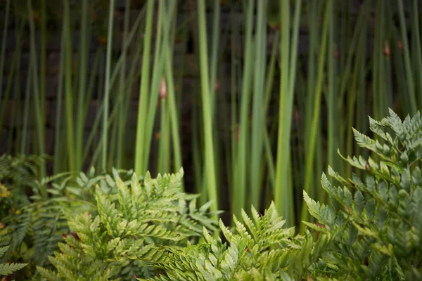 Fundo Belo Papel Parede Verde Emoldurado Com Folhas Plantas Verdes — Fotografia de Stock