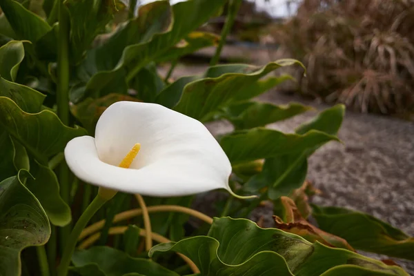 Zantedeschia aethiopica, Calla aethiopica, Botanik Bahçesinde Kalla zambağı ve zambak olarak bilinir Jardim botanik, Funchal, Madeira.