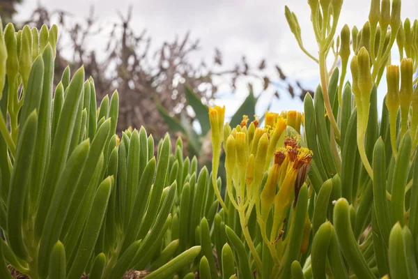 Senecio Barbertonicus 'a yakın çekim. Barberton Groundsel ya da sulu çalı senecio, Asteraceae familyasından Güney Afrika 'ya özgü sulu ve sulu bir çalılıktır. Botanik bahçesinde görüldü. Jardim Botanico, Funchal.,