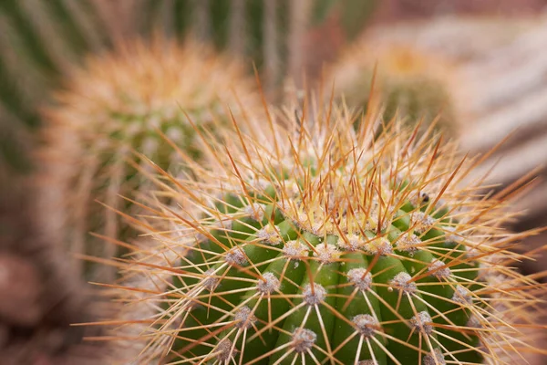Echinocactus Grusonii, altın fıçı kaktüs, altın top ya da kayınvalidenin yastığı. Yakın görünüm.