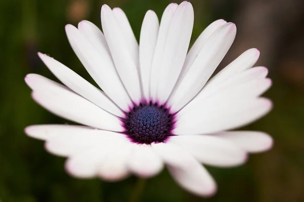 Aster Blomma Detalj Närbild Vackra Vita Och Lila Blommor — Stockfoto