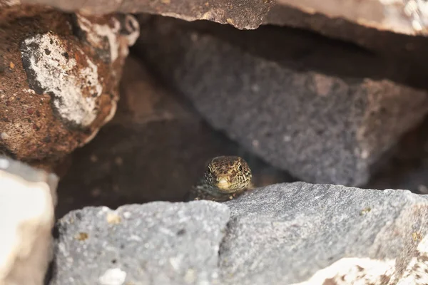 Kayalarda gizlenmiş sıradan bir kertenkele. Zootoca vipara, Avrasya kertenkelesi. Portekiz, Madeira 'da görülen hayvanın makro fotoğrafı.