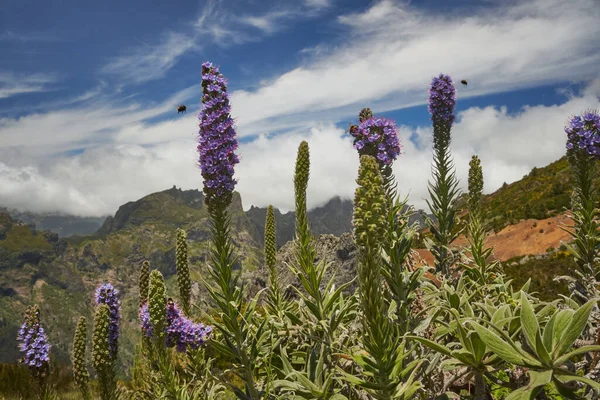 Madeira Gururu (Echium adayları), Madeira 'ya özgü bir çiçek türü.