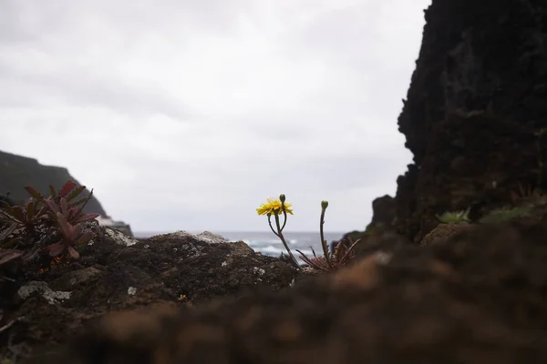 Portekiz 'in Madeira adasındaki kayalıklardaki sarı çiçek. Arka planda deniz, bulutlu gökyüzü.