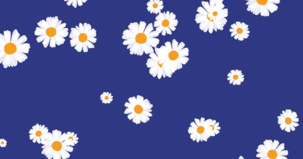 Fiori Margherita Che Volano Sfondo Blu Sfondo Estivo Animazione — Video Stock