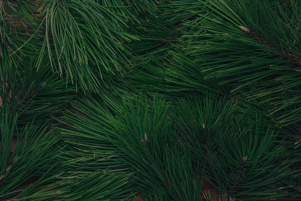 常绿松分枝 绿松针叶质感 自然背景或背景 圣诞节 森林砍伐的概念 花冠针叶状花纹 — 图库照片