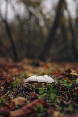 Kuru sonbahar yapraklarında beyaz şampiyon pileus. Mevsimlik orman tarım mantarları. Organik vejetaryen sağlıklı yiyecekler, dikey yumuşak odaklı iğneler