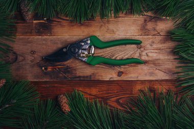 Taze yeşil çam ağacı dalları ve ahşap arka planda kesiciler, üst manzara. Noel, yeni yıl çerçeveli arka plan. Ekolojik sorun, ormansızlaşma 