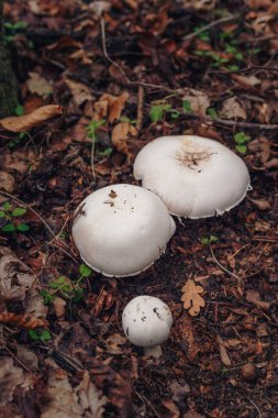 Sonbahar yapraklarında yetişen şampiyon mantarları. Sonbahar ormanı, mantar toplama, sağlıklı organik yiyecekler. Dikey yakın çekim