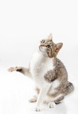 Beyaz arka planda yeşil gözlü ev gri kedisi