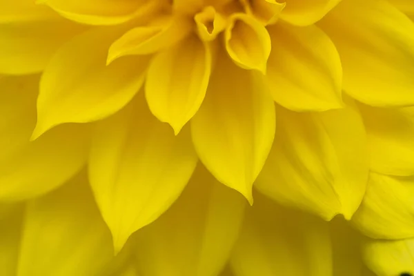 Fleur Dahlia Jaune Pétales Gros Plan Fond — Photo