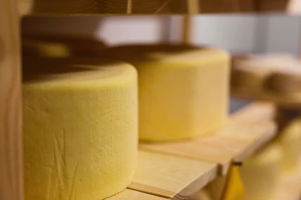 Queijo Tábuas Madeira Nas Mãos Das Fases Produção Diferentes Variedades — Fotografia de Stock