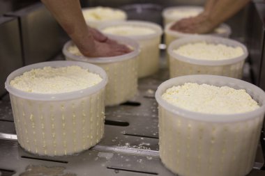 Özel bir peynir fabrikasının ekipmanları ve hazırlık ve üretim aşamaları