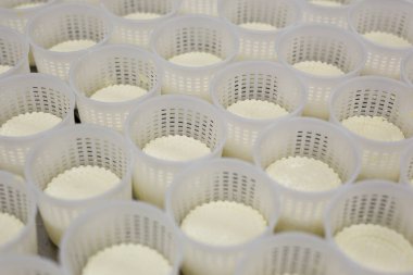 Özel bir peynir fabrikasının ekipmanları ve hazırlık ve üretim aşamaları