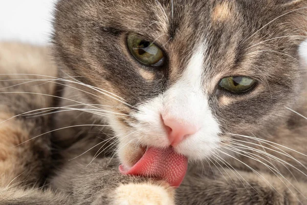Üç renkli melez kedi yastığa uzanır ve dilini yıkar.