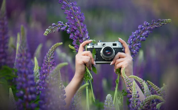 a girl in a summer field with lupins, holding an old camera in her hands, in the evening