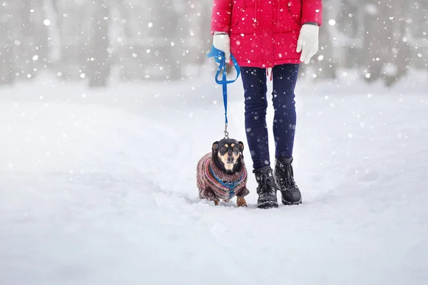 Menina Sapatos Pretos Passeio Com Cão Uma Coleira Parque Inverno — Fotografia de Stock