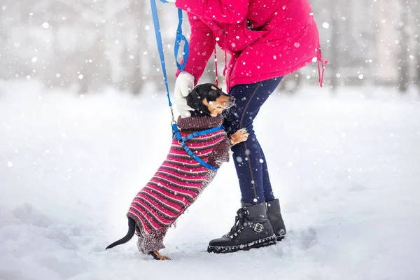 Menina Sapatos Pretos Passeio Com Cão Uma Coleira Parque Inverno — Fotografia de Stock