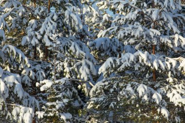 Güneşli bir kış gününde, kalın bir kar tabakasıyla kaplı ağaç dalları.