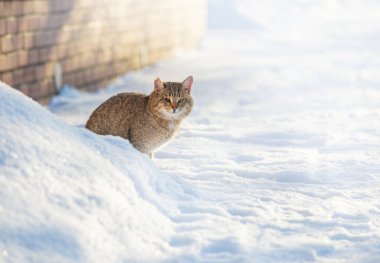 Yaşlı yaralı bir kedi yaralı bir kulak ve kırık bir göz, bir kış günü karla kaplı bir cadde boyunca yürür