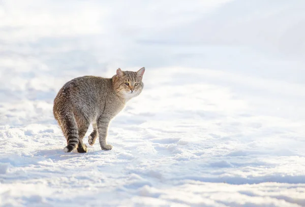 Velho Gato Ferido Com Uma Orelha Rasgada Olho Quebrado Caminha — Fotografia de Stock