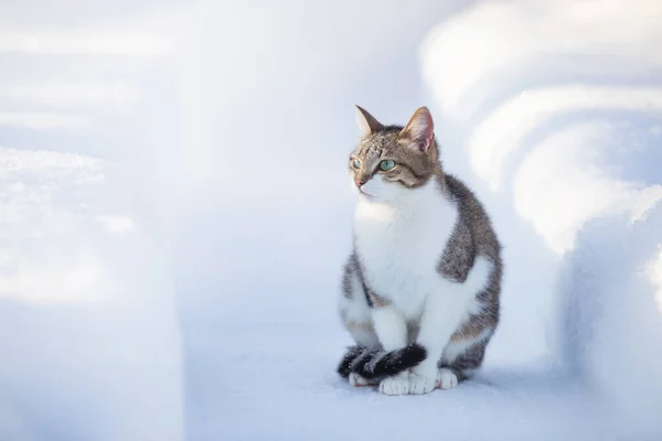 Gato Doméstico Caminha Inverno Quintal Sentado Caminho Entre Snowdrifts Dia — Fotografia de Stock