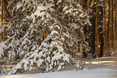 Kar yağdıktan sonra kış ormanı, güneşli bir gün, kardaki ağaçlar