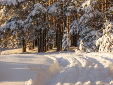 Kar yağdıktan sonra kış ormanı, güneşli bir gün, kardaki ağaçlar