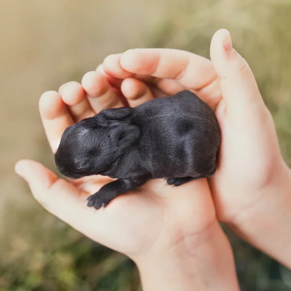 Petits Lapins Aveugles Nouveau Nés Gris Noirs Reposent Sur Herbe — Photo