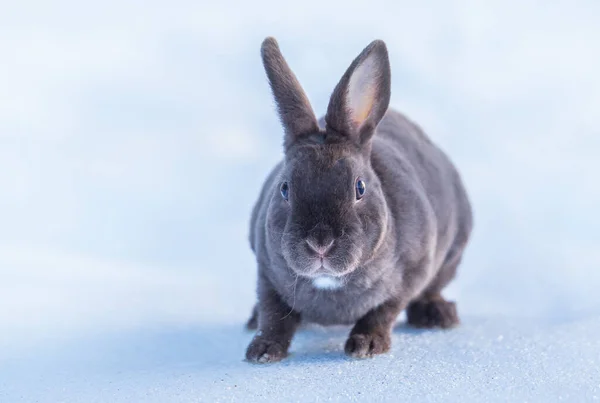 Lapin Duveteux Gris Dans Neige Journée Ensoleillée Hiver — Photo