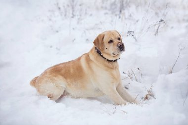 Büyük labrador köpeği kışın kar tarlasında yürüyüşe çıkar.